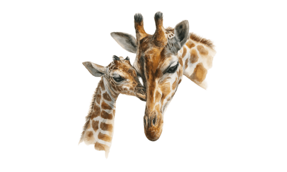 Giraffe Mom Calf Watercolor Art: A Powerful Graphic Design Asset for Modern Branding