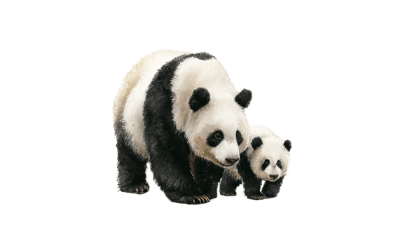 Panda Mom Cub Watercolor Art: A Real-World Embroidery Design Review